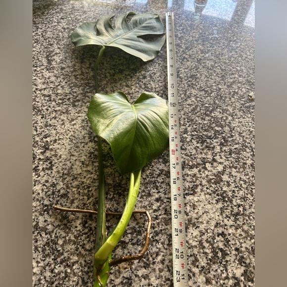 COPY - Monstera three leaves cuttings well rooted - Picture 5 of 6